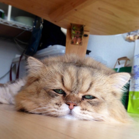 'Troubled' Japanese Cat Becomes Twitter Sensation - japanCRUSH