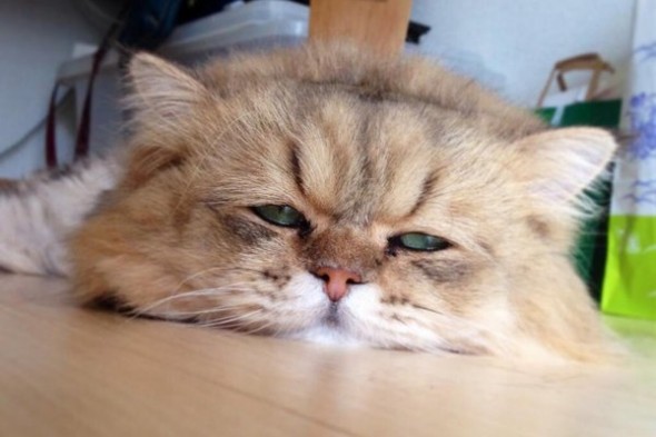 'Troubled' Japanese Cat Becomes Twitter Sensation - japanCRUSH